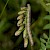  Scarce Blackneck Lygephila craccae 