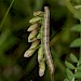 Larva • Greenaleigh Point, Somerset • © Will Langdon