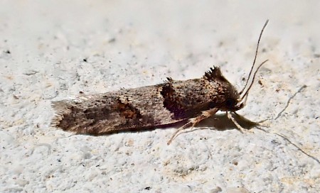 Trachypepla contritella