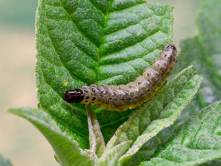 Duponchelia fovealis