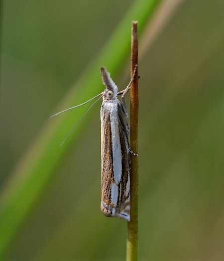 Crambus silvella