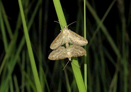 Shaded Pug Eupithecia subumbrata