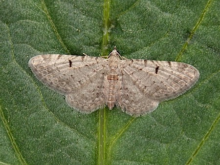 Thyme Pug Eupithecia distinctaria