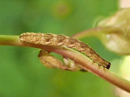 Campanula Pug Eupithecia denotata