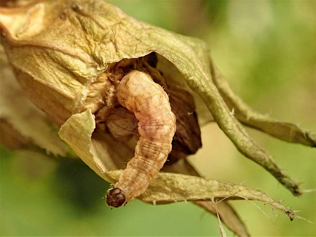 Campanula Pug Eupithecia denotata