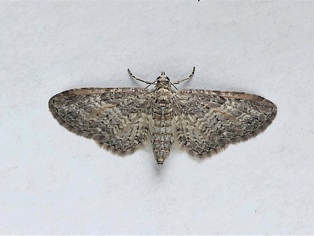 Shaded Pug Eupithecia subumbrata