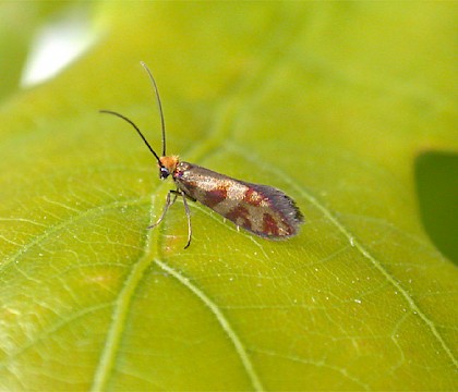 Micropterix tunbergella