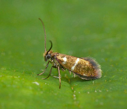 Micropterix aruncella