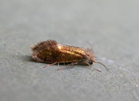 Paracrania chrysolepidella