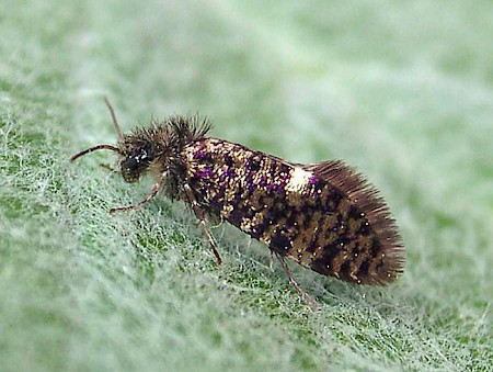 Eriocrania sparrmannella