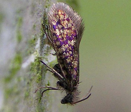 Adult &bull; Chorlton, Greater Manchester &bull; &copy; Ben Smart