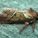 Male • Ham Street Woods NNR, Kent • © Rob Petley-Jones