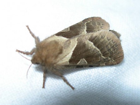 Orange Swift Triodia sylvina