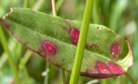 Enteucha acetosae