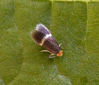 Adult &bull; Littleborough, Lancashire &bull; &copy; Ian Kimber