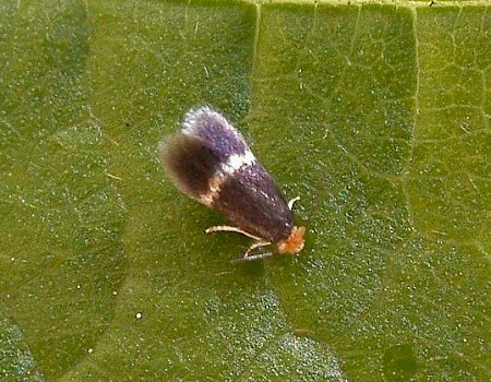 Stigmella microtheriella