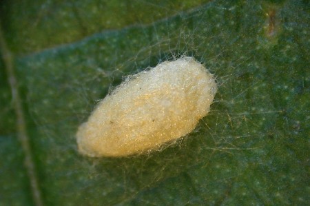 Stigmella microtheriella