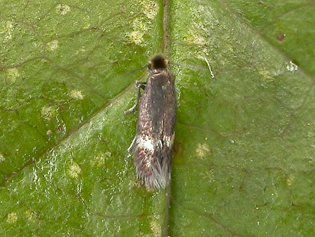 Stigmella centifoliella