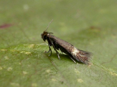 Stigmella centifoliella