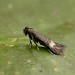 Adult • Druridge Bay, Northumberland, ex. Mine on R. pimpinellifolia • © Tom Tams