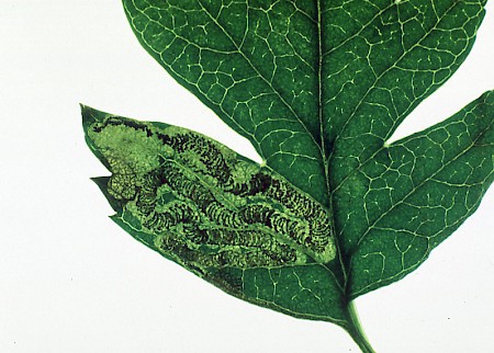 Stigmella crataegella