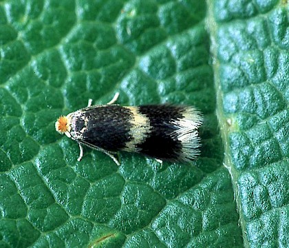 Adult &bull; Littleborough, Lancashire &bull; &copy; Ian Kimber