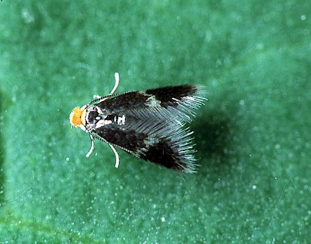 Stigmella myrtillella