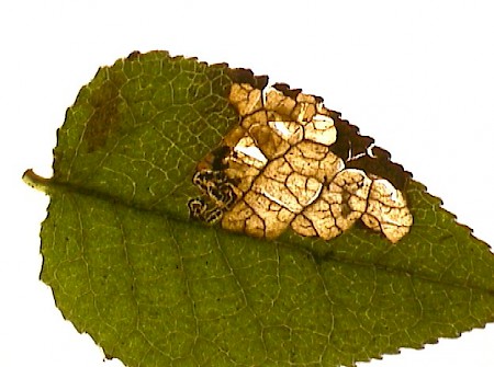 Stigmella myrtillella