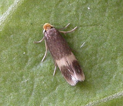 Adult &bull; Dovestone Reservoir, Saddleworth &bull; &copy; Ben Smart