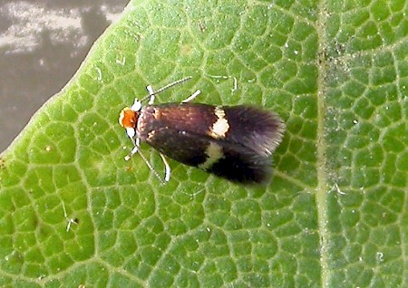 Stigmella speciosa