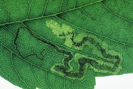 Stigmella speciosa