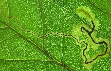 Stigmella speciosa