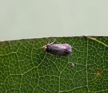 Adult &bull; Littleborough, Lancashire &bull; &copy; Ian Kimber