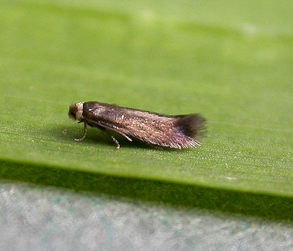 Adult &bull; Hampshire &bull; &copy; Rob Edmunds