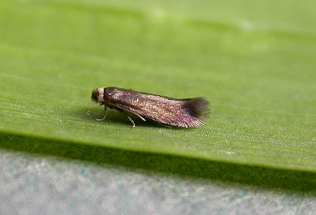 Stigmella samiatella