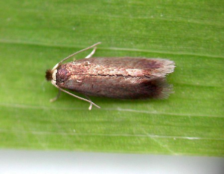 Stigmella samiatella