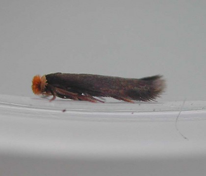 Adult &bull; Hampshire, reared from larva &bull; &copy; Rob Edmunds