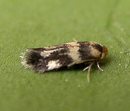 Adult &bull; Eye, Suffolk &bull; &copy; Paul Kitchener