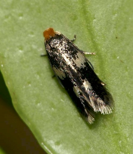 Ectoedemia weaveri