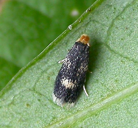 Ectoedemia septembrella