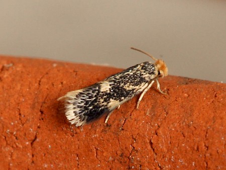 Ectoedemia hannoverella