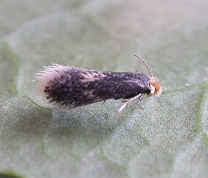 Adult &bull; ex. leafmine per D. Manning &bull; &copy; Ian Kimber