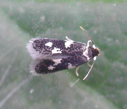 Adult &bull; Hampshire, reared from mine &bull; &copy; Rob Edmunds