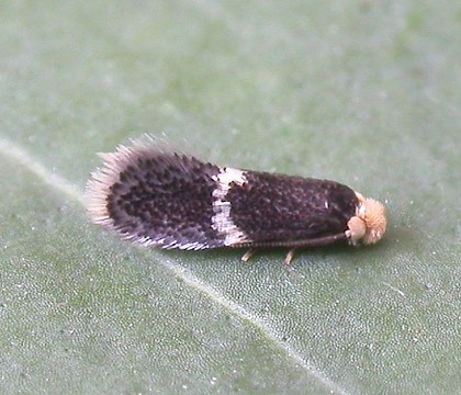 Adult &bull; ex. Mine in Rosa, Cheshire &bull; &copy; Ian Kimber