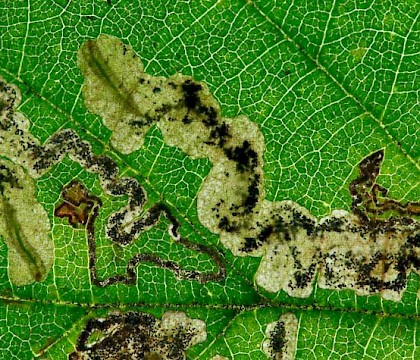 Larval mine &bull; &copy; Rich Andrews