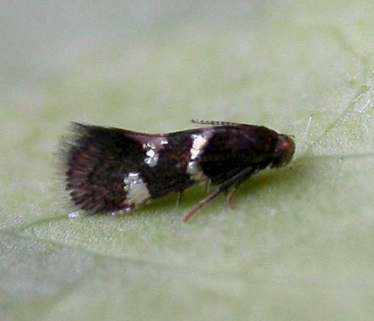 Adult &bull; Aston Rowant, Oxfordshire; reared from leafmine/case on Cornus &bull; &copy; Ben Smart