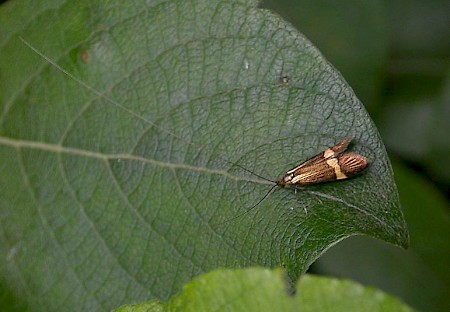 Nemophora degeerella