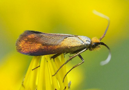 Nemophora cupriacella