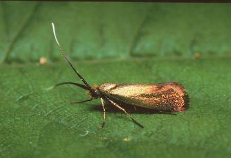 Nemophora cupriacella