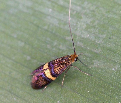 Male &bull; Bedfordshire &bull; &copy; Andy Banthorpe